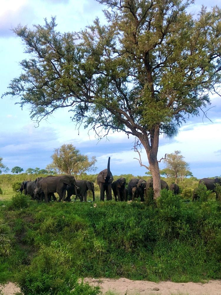 Hoyo Hoyo Safari Lodge Mluwati Concession Экстерьер фото
